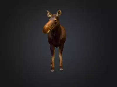 Photorealistic Female Moose Low-poly 3D model