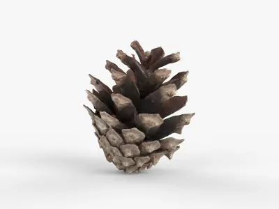 Photorealistic 3D scan of pine conifer cone Low-poly 3D model