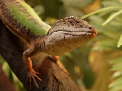 Green Lizard - Podarcis Sicula HQ Low-poly 3D model