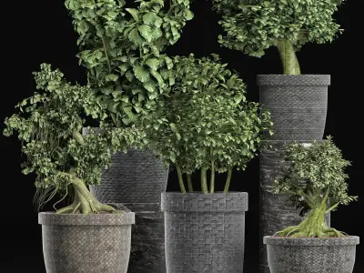 Plants Collection 204 Sageretia Theezans 3D model