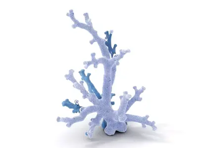 Blue Coral Sculpture model pack Low-poly 3D model