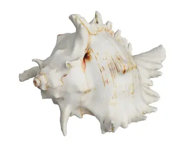 Sea Shell 3D model