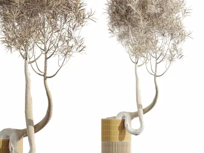 AV HousePlants Japandi Minimalism Ficus Dracaena Marginata16 3D model