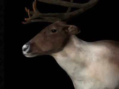 Deer Caribou Low-poly 3D model