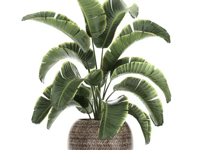 Banana palm in a rattan basket 777 3D model