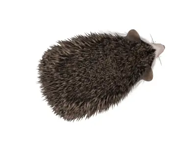 Hedgehog Low-poly 3D model