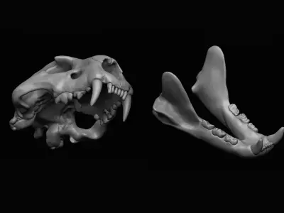 Lion Skull 3D print 3D model