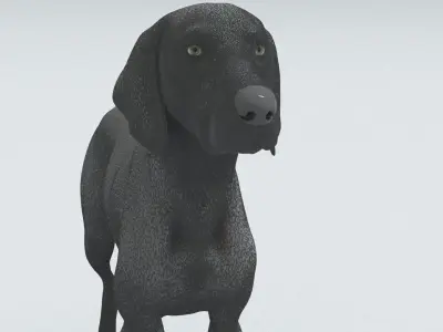 laos Weimaraner dog 3D model