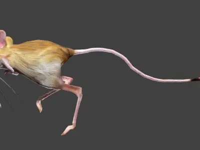 Jerboa mouse with long legs 3D model