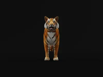Young South China Tiger Low-poly 3D model
