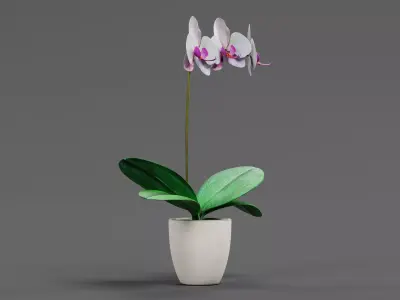 Blooming Phalaenopsis Orchid Plant in Pot 3D model