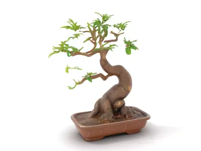 Elegant Bonsai Tree model pack Low-poly 3D model
