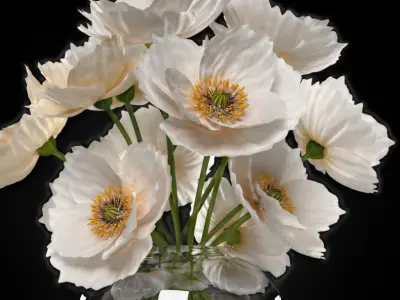  white poppies flowers 3D model