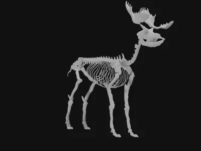 Moose skeleton 3D model