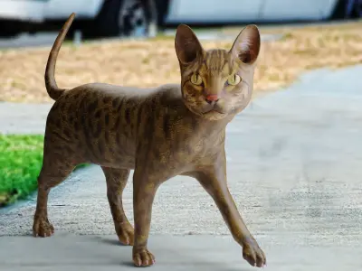 Cat Grey Rigged and Animated Low-poly 3D model