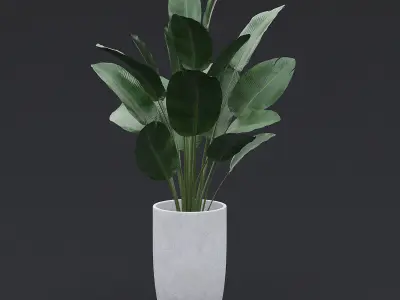 Interior Plants Pack 3D Model Collection