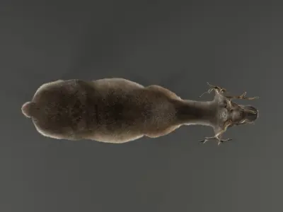 ReinDeer Male and Female Animated 3D model