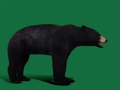 American Black Bear Low-poly 3D model