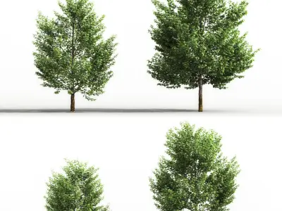 Maple trees - Set of 4 models 3D model
