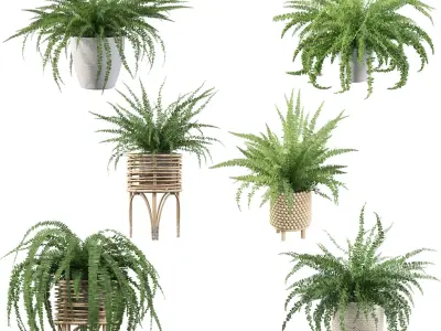 Fern collections for interiors