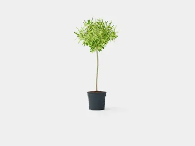Olea europaea stem Low-poly 3D model