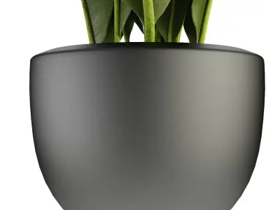 Plant in Pot Flowerpot Exotic Plant 3D model