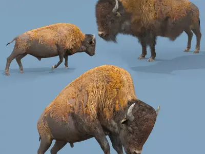 Pro Bison 8K - 3d animated 3D model