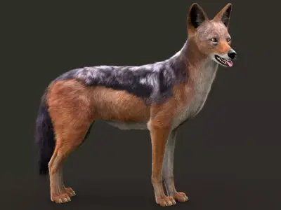 Black Backed Jackal Xgen 3D model