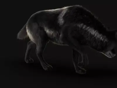 Black Timber Wolf Xgen 3D model