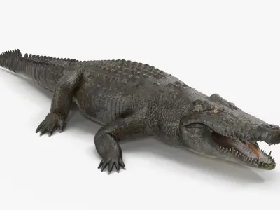 Large Nile Crocodile Low-poly 3D model