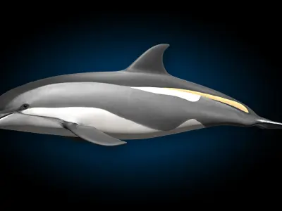 Atlantic White-Sided Dolphin 3D model