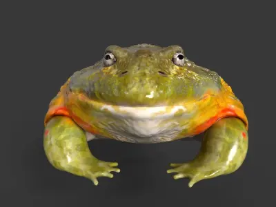 Bullfrog frog Low-poly 3D model
