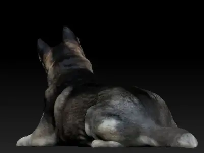 Husky dog lies - model 2 Low-poly 3d scan animal 3D model