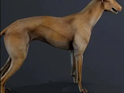 Galgo Street Dog 3D model
