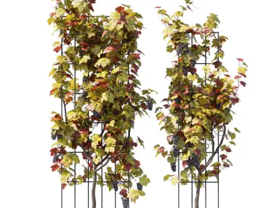 Vines Grapes 3D model