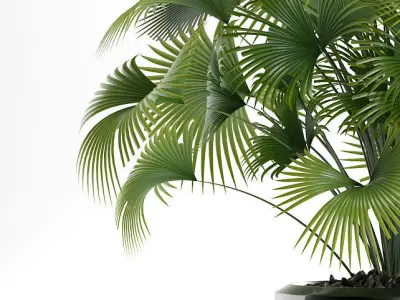  palm plants 126 3D model