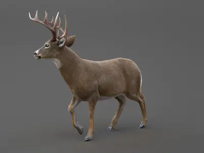 Deer 2 ANIMATED XGEN CORE 3D model