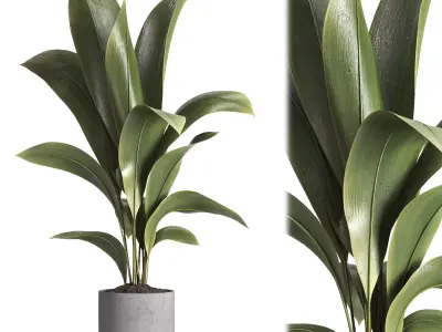 indoor plant 020 3D model