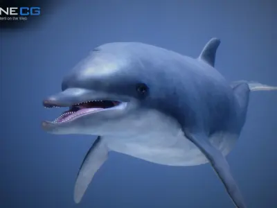 Animated Dolphin Unity Low-poly 3D model