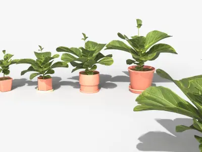 Collection of Ficus Lyrata - Plants Vol 07 Low-poly 3D model