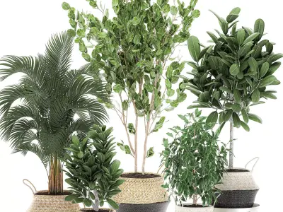 Decorative  trees for the interior in basket 560 3D model