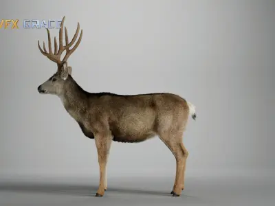 Mule Deer Male  UE Character Asset 3D model