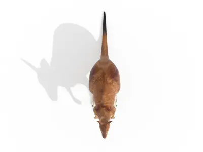 Kangaroo Low Poly Australian Animal 3D model