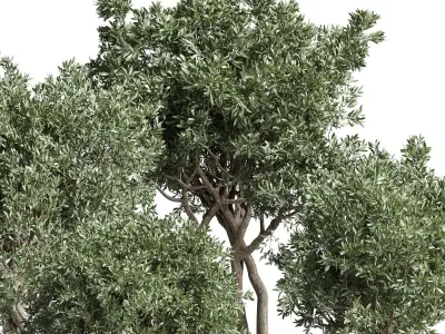 Collection Indoor plant 189 concrete dirt vase pot Tree 3D model