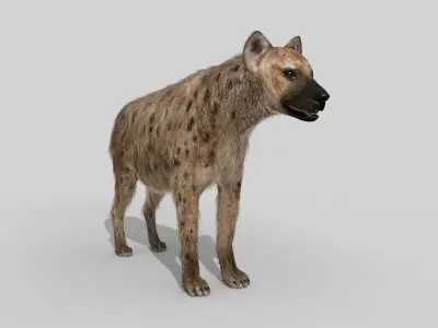 Hyena value - 3d animated hyena model 3D model