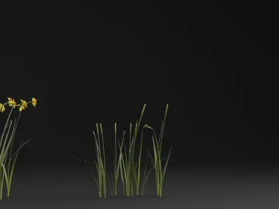 Jonquil Plant 3D model