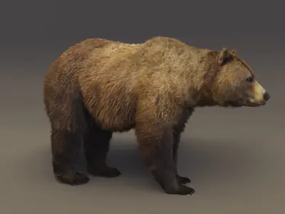 Brown Bear 3D model