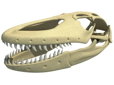 Komodo Dragon Skull 3D model
