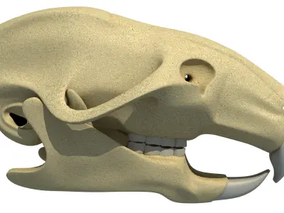 Rat Skull 3D model