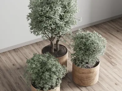 collection Indoor plant 42-wood vase 3D model